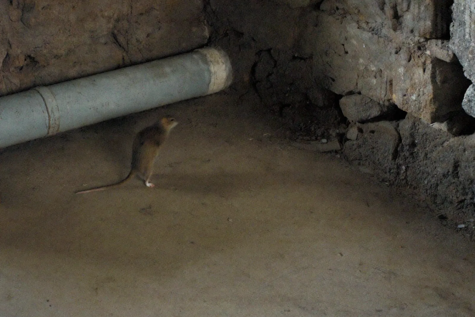 Rats, nuisible traité dans les Alpes-Maritimes