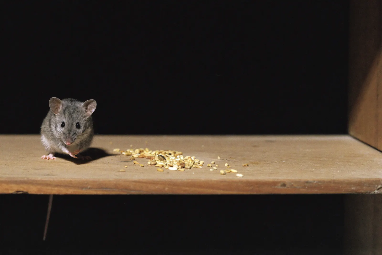 Souris, nuisible traité dans les Alpes-Maritimes